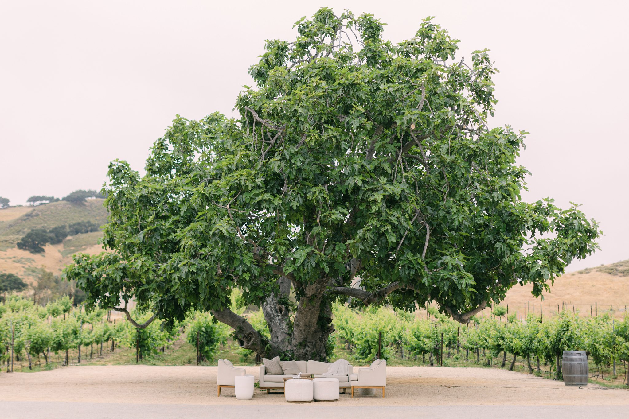 Wedding lounge set up beneath historic fig tree at san luis obispo luxury ranch wedding at higuera ranch photographed by Jessica Sofranko